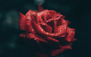 Red rose water droplets dark 2 - the petal free wallpaper for desktop