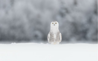 Snowy owl sitting snow blurry - a blurry background of trees free wallpaper