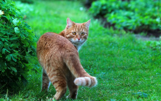 Cat grass bush glamour focus - its front paw free wallpaper