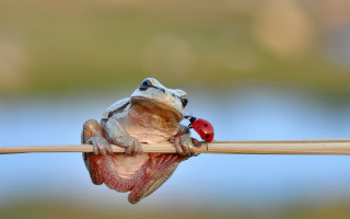 Frog stick ladybug ecological macro - a ladybug free wallpaper