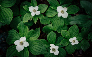 White flowers green leaves rainy - rainy free wallpaper