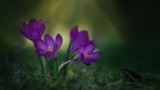 Purple flower butterfly green field - a green field of grass free wallpaper for desktop