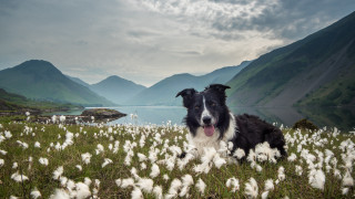 Dog field cotton floss mountains - the background and a lake in the foreground free wallpaper