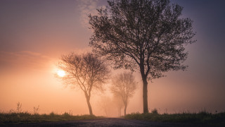 Foggy road trees bench sunset - the fog free wallpaper for desktop
