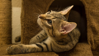 Cat house sky smiling photorealistic - the camera man free wallpaper