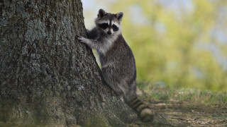 Raccoon climbing tree hug outdoors - darrell riche free wallpaper for desktop