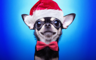 Dog santa hat bowtie blue - a blue background behind free wallpaper