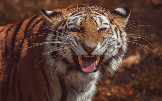 Tiger open mouth male wildlife - mouth wide open free wallpaper for desktop