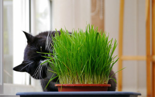 Cat sniffing potted plant blurry - a window in the background free wallpaper