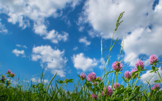 Purple flower field blue sky - under a blue sky free wallpaper