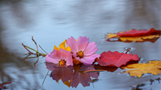 Flowers water reflection autumn impressionist - a group of flowers free wallpaper