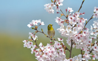 Bird branch whiteflowers greenleaves bluebackground - nature free wallpaper