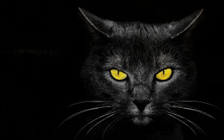 Black cat yellow eyes gothic 21 - eye free wallpaper for desktop