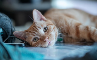 Cat yarn shiba inu blurry - postminimalism free wallpaper