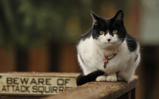Black white cat fence post - a sign behind free wallpaper