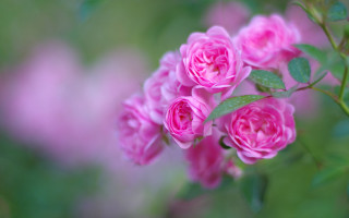 Pink roses green leaves garden - blurry background free wallpaper