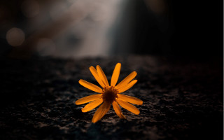 Yellow flower black surface light - a black surface free wallpaper for desktop