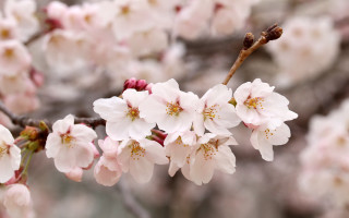 Pink flower branch bloom blurry - bloom free wallpaper for desktop