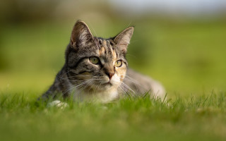 Cat lying in grass sad - sad free wallpaper