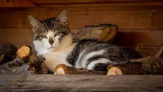 Sad cat in woodpile carlos - a sad look free wallpaper