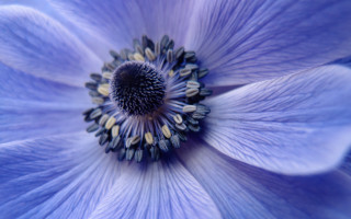 Blue flower white black yellow - a yellow center in the center free wallpaper