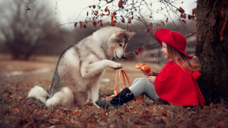 Girl dog tree autumn leaves - artur tarnowski free wallpaper