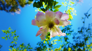 Pink white flower sun macro - green leaf free wallpaper for desktop