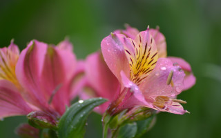 Pink flower water droplets macro 23 - petal free wallpaper