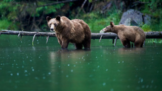 Bears walking water log trees - two bear free wallpaper