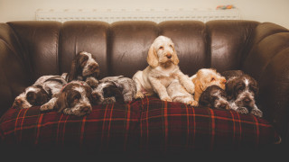 Dogs couch puppies blanket arts - back free wallpaper