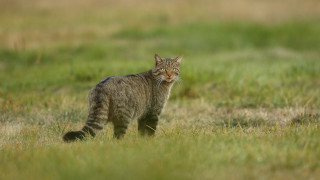 Cat walking grassy field blurry 2 - the background and a blurry background behind free wallpaper for desktop