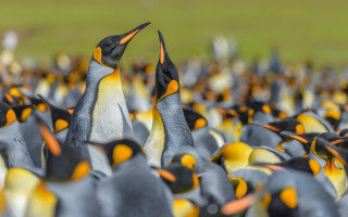 Penguins autumn leaves blurry bokeh - a field of grass free wallpaper for desktop
