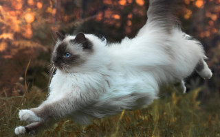Cat running grass woods arabesque - graceful free wallpaper