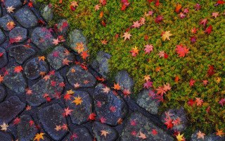Stone leaves moss puzzle autumn - vivid color free wallpaper