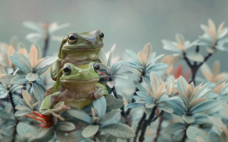 Frog green plant leaves eyes - back leg free wallpaper