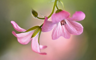 Pink flower green stems blurry - elizabeth durack free wallpaper
