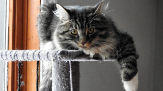 Cat tree cat camera staring - sharp claw free wallpaper