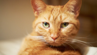 Cat green eyes closeup tiltshift - a close up of a cat free wallpaper