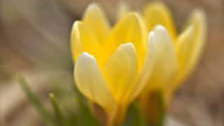 Yellow flowers closeup green stems 2 - derek chittock free wallpaper for desktop