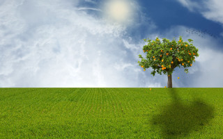 Tree orange fruit field sky - photorealistic imagery free wallpaper