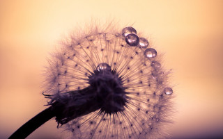 Dandelion water drops macro photography - a dandelion free wallpaper