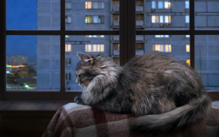 Cat blanket window city night - nighttime free wallpaper