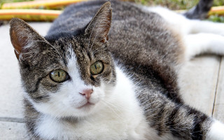 Sad cat depth of field - sad free wallpaper