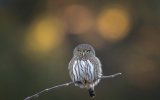 Small owl yellow eyes microscopic - a small owl free wallpaper