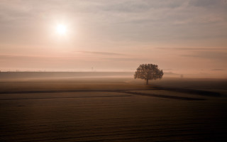 Lone tree hazy sky sunset - landscape free wallpaper