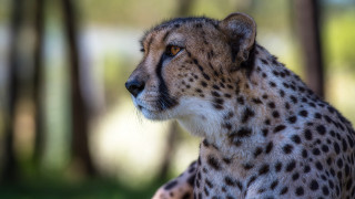 Cheetah sitting shade trees grass - a cheetah free wallpaper