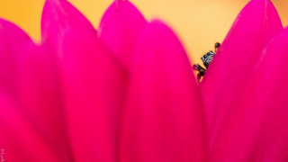 Pink flower fly yellow background - back end free wallpaper for desktop