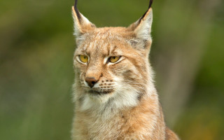 Cat longhair yelloweyes closeup naturalism - a close up of a cat free wallpaper