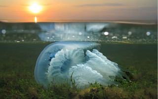 Jellyfish ocean sunset lake nature - jellyfish free wallpaper