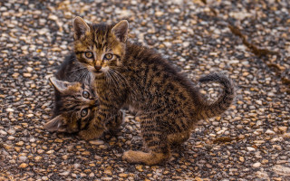 Kittens playing gravel fence outdoors - animal free wallpaper for desktop